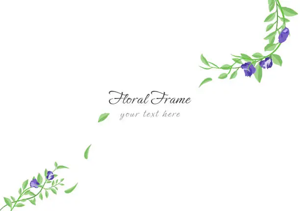 Vector illustration of beautiful butterfly pea floral frame background ep04