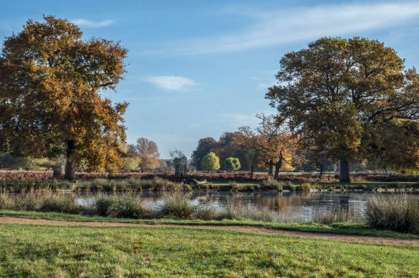 istock November colour Bushy Park 1457099712