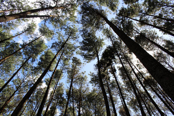 istock The blue sky and pine tree in Yogyakarta, Indonesia 1457100784