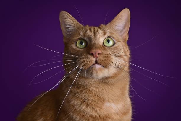 gato jengibre mirando curioso hacia arriba sobre fondo oscuro. - whisker fotografías e imágenes de stock