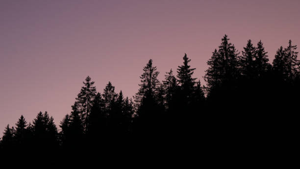 istock Outlines of tree tops at sunset. 1457101661