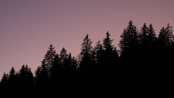 Outlines of tree tops at sunset. stock photo