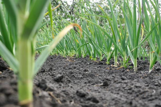 istock organically cultivated growing garlic plantation 1457103764