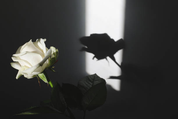 Delicate rose on a pink background with sunbeams of light. Beautiful gentle style.