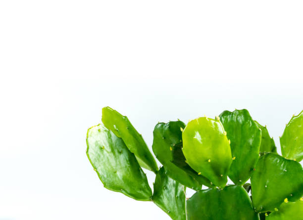 foglie verdi su cuscinetti verdi della pianta succulenta opuntia cactus - prickly pear pad foto e immagini stock