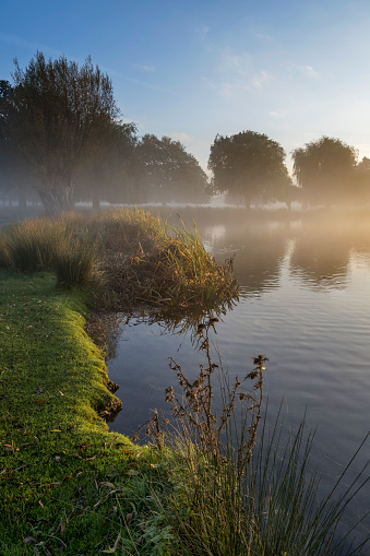 November mild weather looking over the misty ponds at Bushy Park in Surrey UK