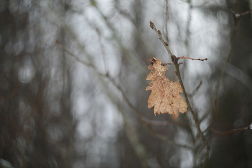 Oak Leaf. Lonely yellow oak leaf on a branch. One oak leaf on a branch in autumn or winter.