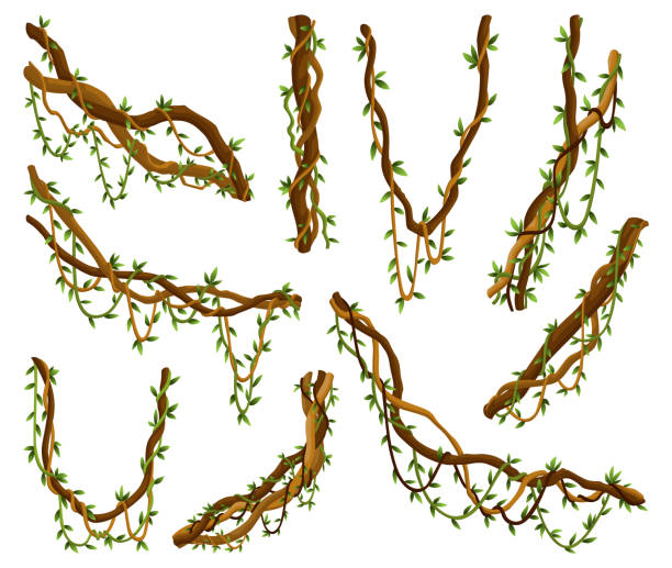 istock Collection of twisted wild lianas branches. Jungle vine plants. Rainforest flora and exotic botany. Woody natural branches 1457107071