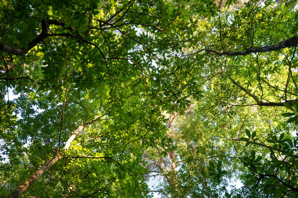 istock Looking up into green tree canopies 1457108615