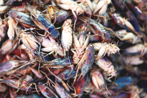 Close-up of a fried grasshoppers sold as street food in Thailand. Full frame.