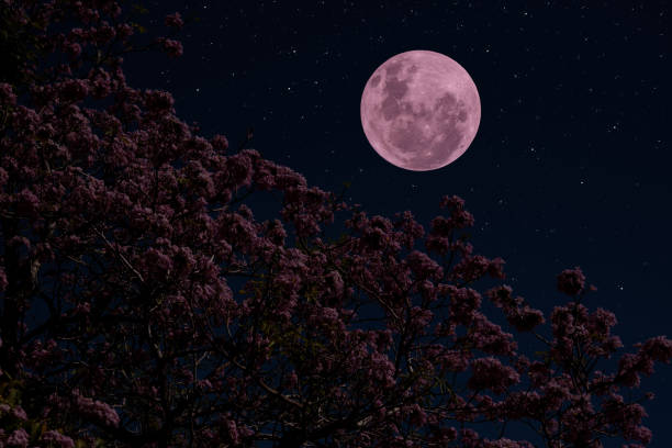 istock Full moon on the sky with flowers tree branch at night. 1457109874