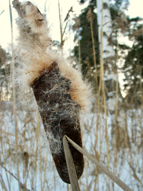 istock Bulrush flower spike in front of winter landscape 1457110636