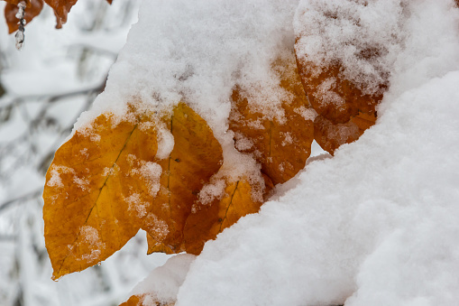 Dry flowers of hydrangea covered by snow on a defocused garden background. Toned image, space for copy.