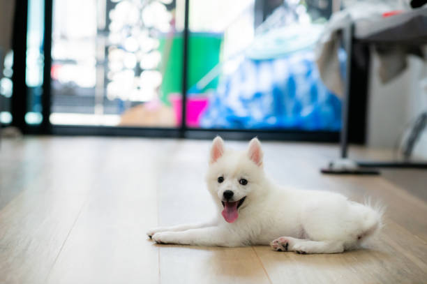 istock White small cute puppy 1457114659