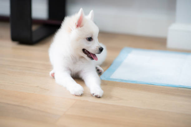 istock White small cute puppy 1457114724