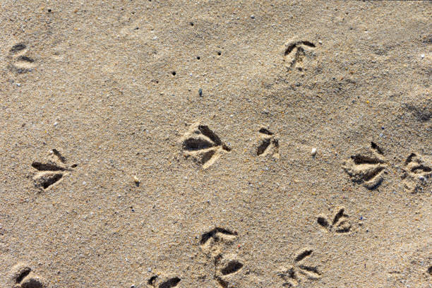 istock Seagull footprints in the sand 1457114889