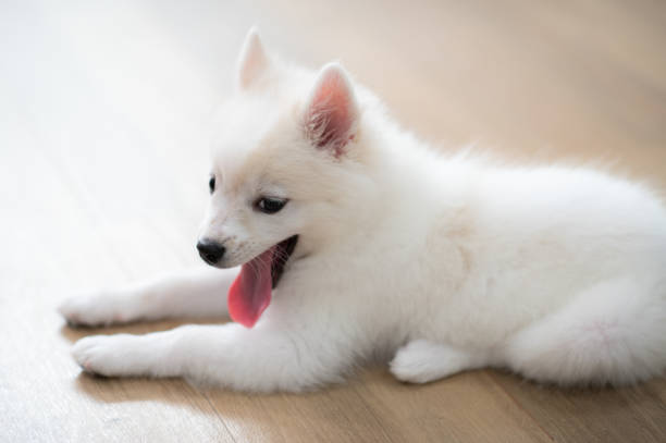 istock White small cute puppy 1457115305