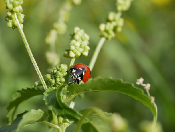 A small red ladybug with black spots crawls on the green grass on a sunny summer day. An insect's journey in a natural environment. A round beetle in a meadow. A small red ladybug with black spots crawls on the green grass on a sunny summer day. A round beetle in a meadow. An insect's journey in a natural environment. ladybug costume stock pictures, royalty-free photos & images