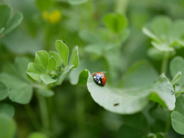 istock A small red ladybug with black spots crawls on the green grass on a sunny summer day. An insect's journey in a natural environment. A round beetle in a meadow. 1457117407