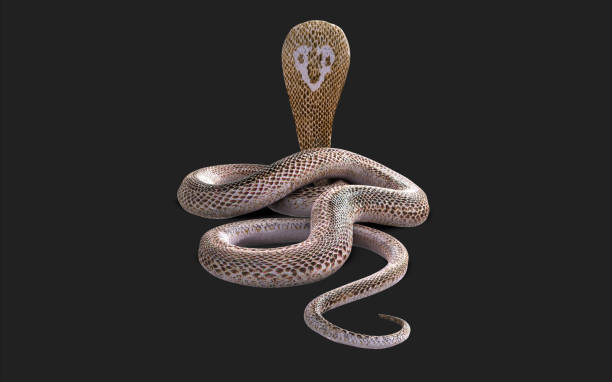 istock Albino king cobra snake isolated on black background with clipping path. 1457117643
