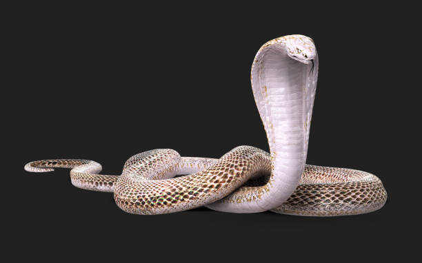 黒い背景にアルビノのキングコブラヘビとクリッピングパス。 - snake adder viper reptile ストックフォトと画像