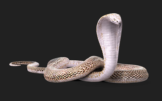 3d Illustration of Albino king cobra snake isolated on black background, White and brown cobra snake with clipping path.