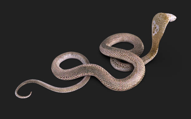 istock Albino king cobra snake isolated on black background with clipping path. 1457117651