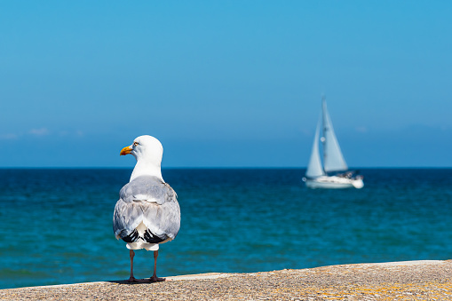 Seagull and sailboat on the Baltic Sea coast in Warnemuende, Germany.