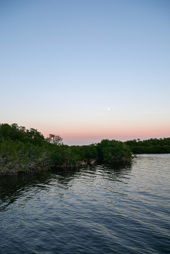 On West Lake Trailhead in Everglades National Park (Florida). Mangrove, Moon and Sunset
