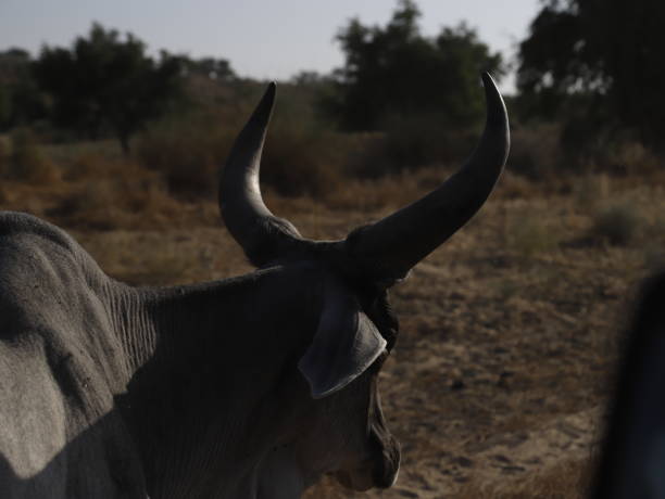 istock The Domestic bulls 1457122107