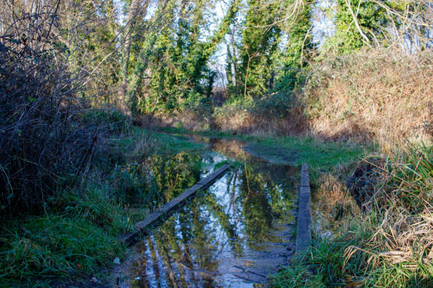 istock Winter flooding on nature reserve 1457122846