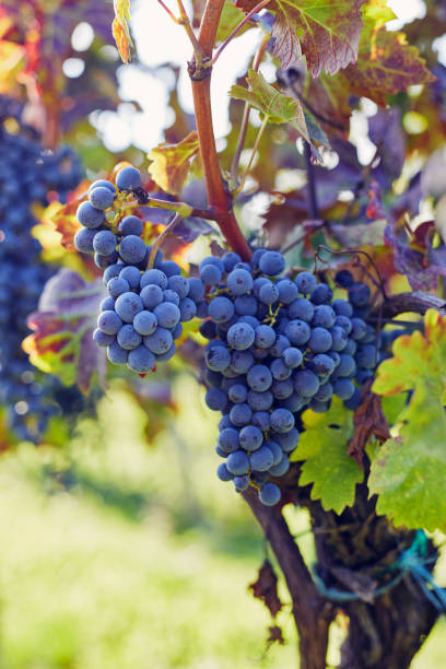 istock Close-up of a blue grape hanging in a vineyard 1457122895