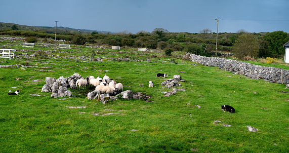 Working Sheep Dogs