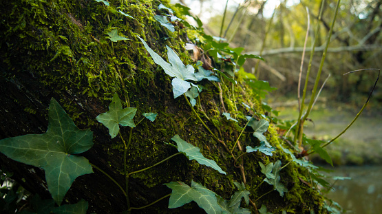 Moss covered tree stump with green Ivy leaves climbing upwards near a secluded woodland pond