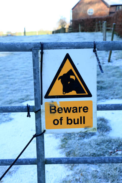 istock Beware of the bull 1457124991