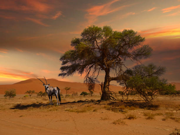 Sossusvlei in der Namib Wüste in Namibia Sossusvlei in der Namib Wüste in Namibia gemsbok photos stock pictures, royalty-free photos & images