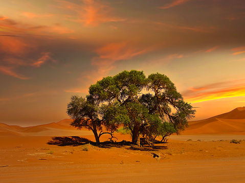 Sossusvlei in der Namib Wüste in Namibia