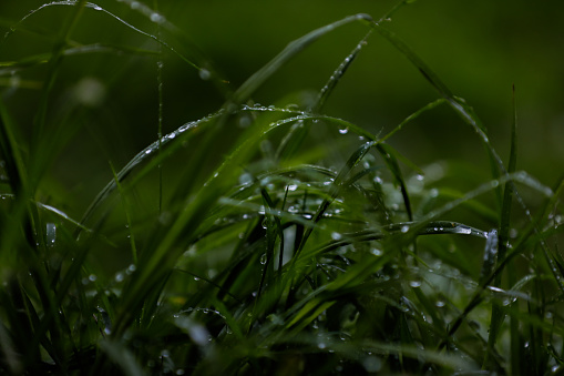 Morning Dew grass with rain droplets