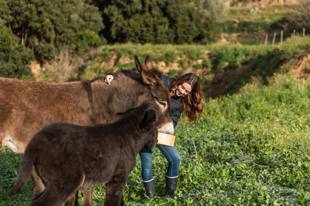istock Woman smiling while feeding donkeys outdoors in nature. 1457128425