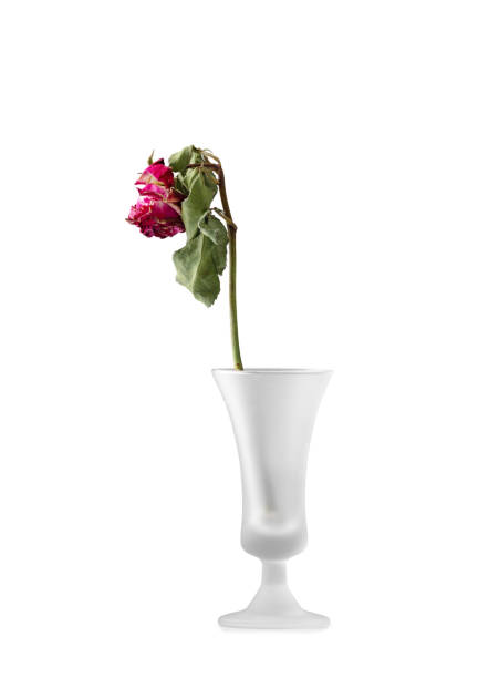 One dry rose in a glass vase on a white background.. Concept of loneliness or age. Dead rose in a vase isolated. Sorrow, grief. Vertical composition.