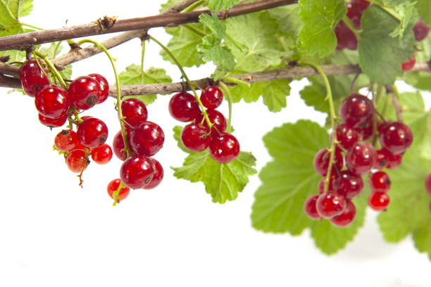 red ribe with its branch and leaves