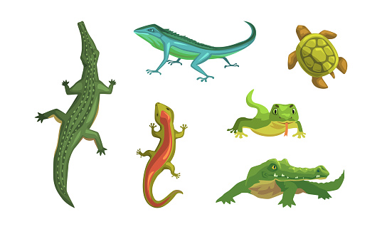 Set of amphibians. Turtle, varan, crocodile, lizard crawling animals cartoon vector illustration isolated on white