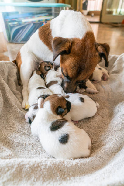 istock Cucciolo Jack Russell Terrier 1457132043