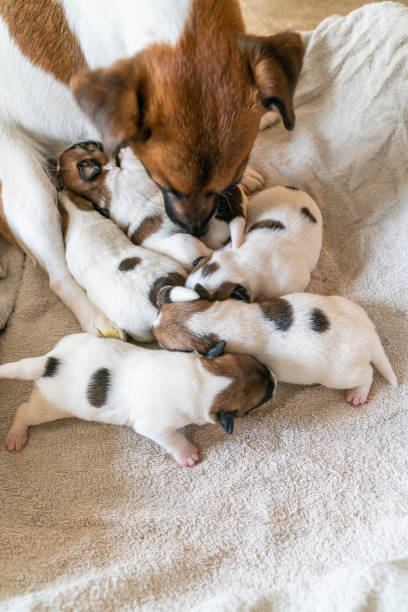 istock Cucciolo Jack Russell Terrier 1457132051