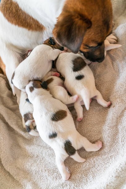 istock Cucciolo Jack Russell Terrier 1457132053
