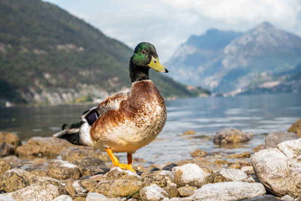 Duck on the lake