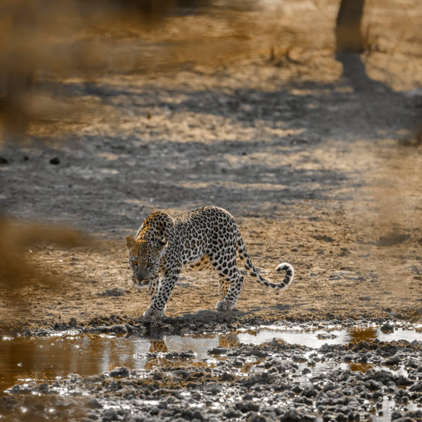 istock Leopard in Kgalagadi transfrontier park, South Africa 1457132859