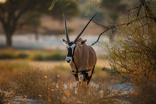 South African Oryx walking front view in morning light in Kgalagadi transfrontier park, South Africa; specie Oryx gazella family of Bovidae
