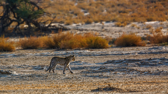 Leopard walking backlit in dry land in Kgalagadi transfrontier park, South Africa; specie Panthera pardus family of Felidae