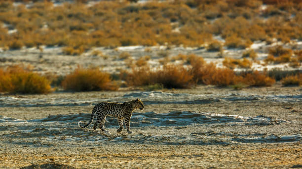 istock Leopard in Kgalagadi transfrontier park, South Africa 1457134372